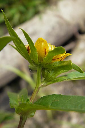 Bidens cernua \ Nickender Zweizahn / Nodding Bur-Marigold, D Karlsruhe 29.8.2009