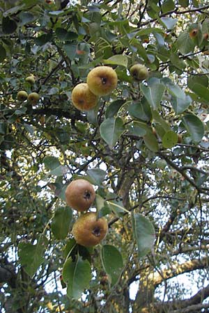 Pyrus pyraster \ Wild-Birne, Holz-Birne / Wild Pear, D Groß-Gerau 31.8.2009