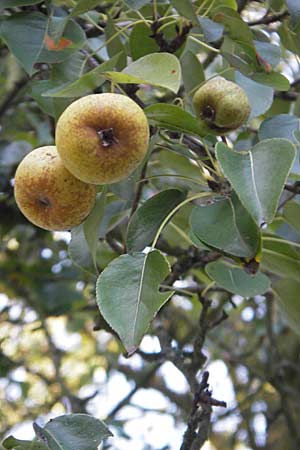 Pyrus pyraster \ Wild-Birne, Holz-Birne / Wild Pear, D Groß-Gerau 31.8.2009