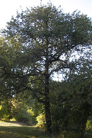Pyrus pyraster \ Wild-Birne, Holz-Birne / Wild Pear, D Groß-Gerau 31.8.2009