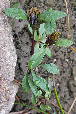 Bidens tripartita \ Dreiteiliger Zweizahn / Trifid Beggartick, D Feuchtwangen 9.10.2009