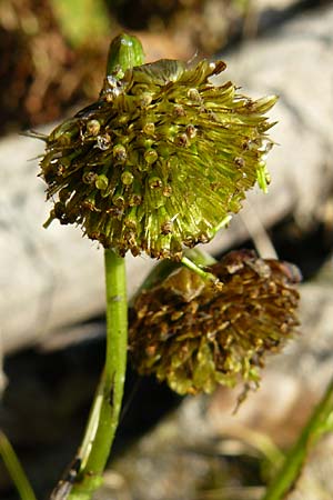 Bidens cernua \ Nickender Zweizahn / Nodding Bur-Marigold, D Karlsruhe 26.9.2009