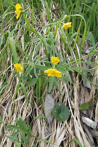 Ranunculus biformis \ Zweifrmiger Gold-Hahnenfu / Two-Form Goldilocks, D Maulburg 13.4.2011
