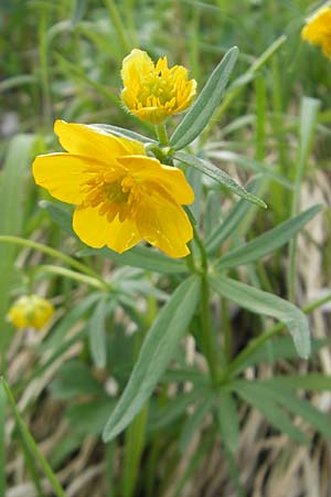 Ranunculus biformis \ Zweifrmiger Gold-Hahnenfu / Two-Form Goldilocks, D Maulburg 13.4.2011
