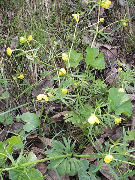 Ranunculus biformis \ Zweifrmiger Gold-Hahnenfu / Two-Form Goldilocks, D Maulburg 13.4.2011