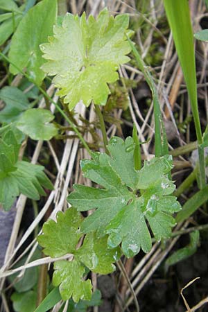 Ranunculus biformis \ Zweifrmiger Gold-Hahnenfu / Two-Form Goldilocks, D Maulburg 13.4.2011