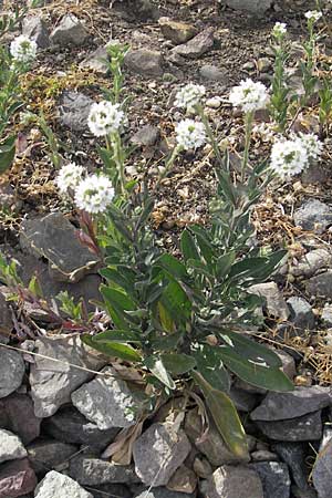 Berteroa incana \ Graukresse / Hoary Alyssum, D Mannheim 15.5.2011