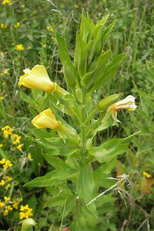 Oenothera biennis \ Gewhnliche Nachtkerze / Common Evening Primrose, D Kehl 9.7.2011