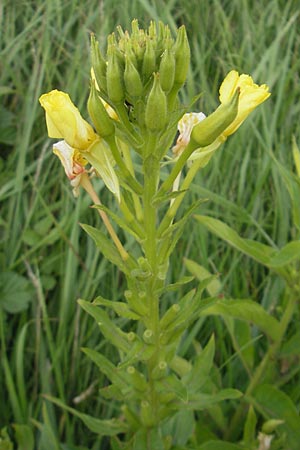 Oenothera biennis \ Gewhnliche Nachtkerze / Common Evening Primrose, D Kehl 9.7.2011