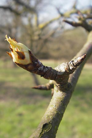 Pyrus communis \ Kultur-Birne, D Hemsbach 24.3.2012