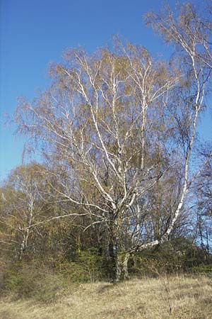 Betula pendula \ Gewhnliche Birke, Hnge-Birke / Silver Birch, D Neuleiningen 1.4.2012
