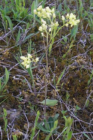 Biscutella laevigata \ Gewhnliches Brillenschtchen / Buckler Mustard, D Eching 5.5.2012