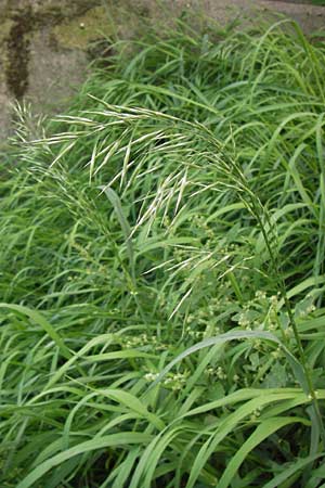 Bromus inermis \ Grannenlose Trespe / Hungarian Brome, D Mannheim 29.9.2013