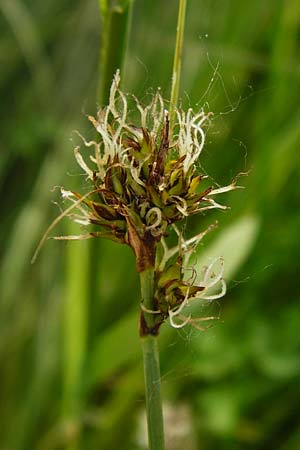 Carex vulpina \ Fuchs-Segge / True Fox Sedge, D Pfalz, Bellheim 21.5.2014