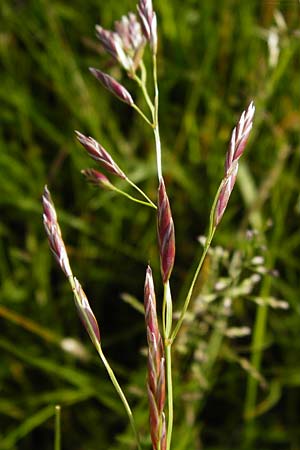 Festuca pratensis \ Wiesen-Schwingel / Meadow Fescue, D Odenwald, Grasellenbach 30.5.2014