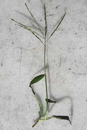 Digitaria sanguinalis \ Blutrote Fingerhirse / Hairy Finger-Grass, D Mannheim 28.9.2014