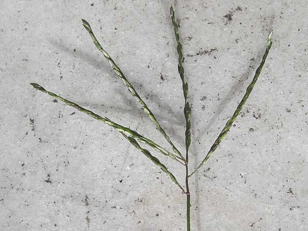 Digitaria sanguinalis \ Blutrote Fingerhirse / Hairy Finger-Grass, D Mannheim 28.9.2014