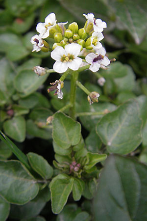 Nasturtium officinale \ Echte Brunnenkresse / Water Cress, D Apfelberg 2.5.2010
