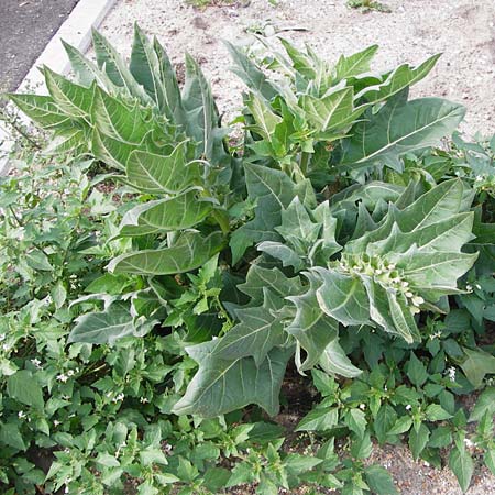 Hyoscyamus niger \ Schwarzes Bilsenkraut / Henbane, D Mannheim 28.9.2014