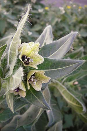 Hyoscyamus niger \ Schwarzes Bilsenkraut / Henbane, D Mannheim 2.10.2014