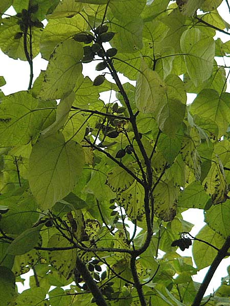 Paulownia tomentosa \ Blauglockenbaum / Princess Tree, Foxglove Tree, D Weinheim an der Bergstraße 28.10.2006