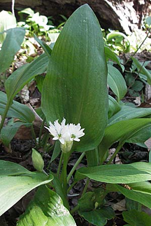 Allium ursinum \ Br-Lauch / Ramsons, D Hambrücken 9.4.2007