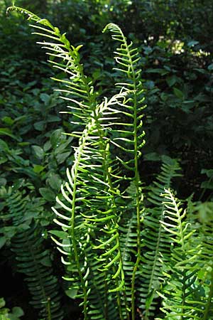 Blechnum spicant \ Gewhnlicher Rippenfarn / Hard Fern, D Schwarzwald/Black-Forest, Feldberg 24.6.2007