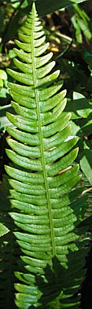 Blechnum spicant \ Gewhnlicher Rippenfarn / Hard Fern, D Schwarzwald/Black-Forest, Feldberg 24.6.2007