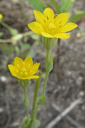 Blackstonia acuminata \ Spter Bitterling / Late Yellow-Wort, D Germersheim-Lingenfeld 28.7.2007
