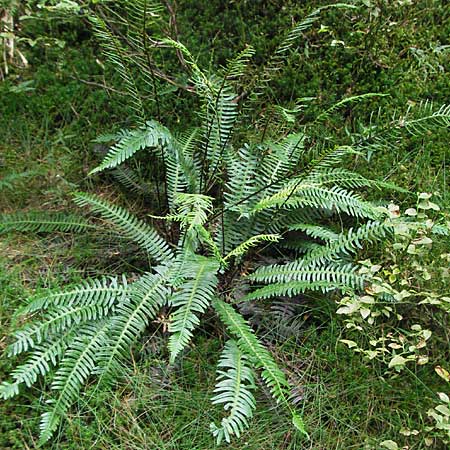 Blechnum spicant \ Gewhnlicher Rippenfarn / Hard Fern, D Schwarzwald/Black-Forest, Feldberg 18.8.2007