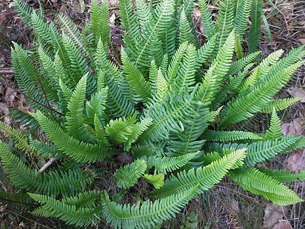 Blechnum spicant \ Gewhnlicher Rippenfarn / Hard Fern, D Odenwald, Erbach 19.8.2009