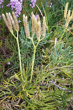 Diphasiastrum tristachyum \ Zypressen-Flach-Brlapp / Cypress Clubmoss, D Odenwald, Beerfelden 21.8.2009