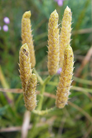 Diphasiastrum tristachyum \ Zypressen-Flach-Brlapp / Cypress Clubmoss, D Odenwald, Beerfelden 21.8.2009