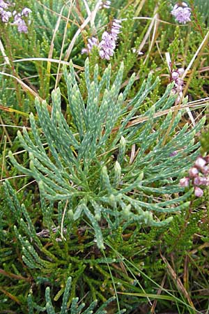 Diphasiastrum tristachyum \ Zypressen-Flach-Brlapp / Cypress Clubmoss, D Odenwald, Beerfelden 21.8.2009