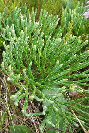 Diphasiastrum tristachyum \ Zypressen-Flach-Brlapp / Cypress Clubmoss, D Odenwald, Beerfelden 21.8.2009