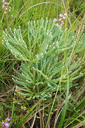 Diphasiastrum tristachyum \ Zypressen-Flach-Brlapp / Cypress Clubmoss, D Odenwald, Beerfelden 21.8.2009