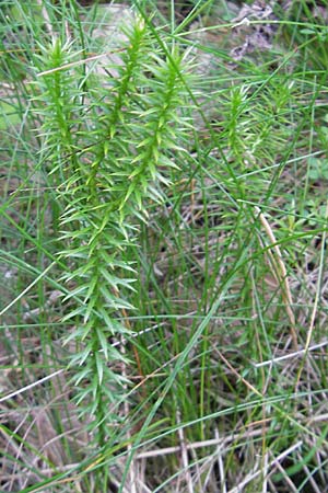 Lycopodium annotinum \ Wald-Brlapp / Interrupted Clubmoss, D Odenwald, Ober-Mossau 28.8.2009