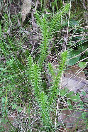 Lycopodium annotinum \ Wald-Brlapp / Interrupted Clubmoss, D Odenwald, Ober-Mossau 28.8.2009