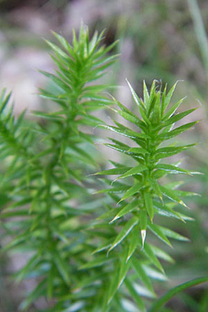 Lycopodium annotinum \ Wald-Brlapp / Interrupted Clubmoss, D Odenwald, Ober-Mossau 28.8.2009