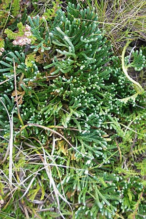Diphasiastrum oellgaardii \ Oellgaards Flach-Brlapp / Oellgaard's Clubmoss, D Odenwald, Beerfelden 12.9.2009