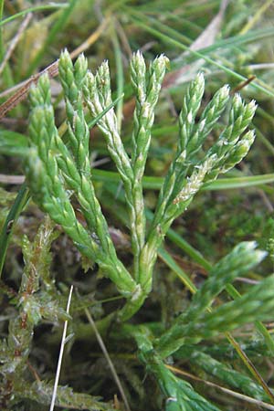 Diphasiastrum oellgaardii \ Oellgaards Flach-Brlapp / Oellgaard's Clubmoss, D Odenwald, Beerfelden 28.9.2009