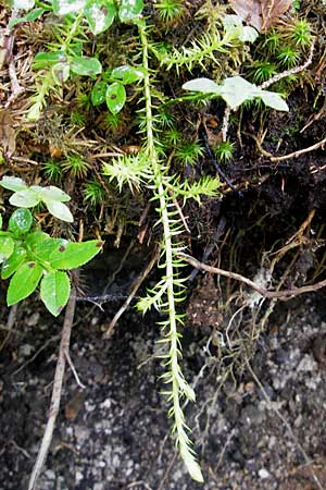 Lycopodium annotinum \ Wald-Brlapp / Interrupted Clubmoss, D Oberstdorf 22.6.2011