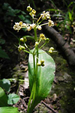 Allium ursinum \ Br-Lauch / Ramsons, D Mannheim 7.6.2014