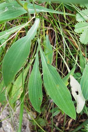 Bupleurum falcatum \ Langblttriges Hasenohr, Sichelblttriges Hasenohr / Sickle-Leaved Hare's Ear, D Fridingen 8.7.2014