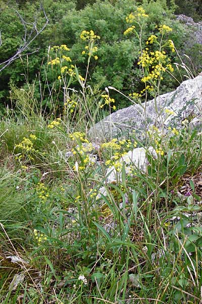 Bupleurum falcatum \ Langblttriges Hasenohr, Sichelblttriges Hasenohr / Sickle-Leaved Hare's Ear, D Fridingen 8.7.2014