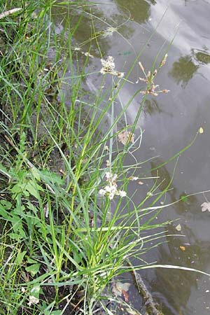 Bolboschoenus laticarpus \ Breitfrchtige Strandsimse / Broadseed Club-Rush, D Oppenheim 9.8.2014