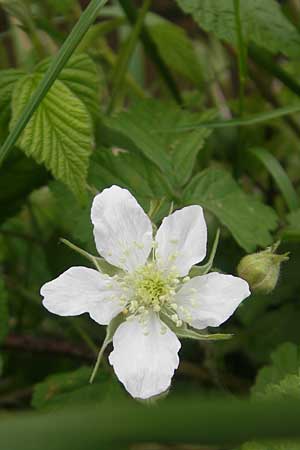 Rubus caesius \ Kratzbeere / Dewberry, D Idar-Oberstein 14.5.2011