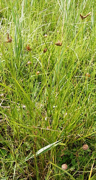 Bolboschoenus maritimus \ Strandsimse / Sea Club-Rush, D Münzenberg 26.7.2014