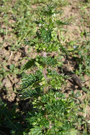 Urtica urens \ Kleine Brenn-Nessel / Small Nettle, D Rheinhessen, Flonheim 26.4.2008