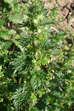 Urtica urens \ Kleine Brenn-Nessel / Small Nettle, D Rheinhessen, Flonheim 26.4.2008